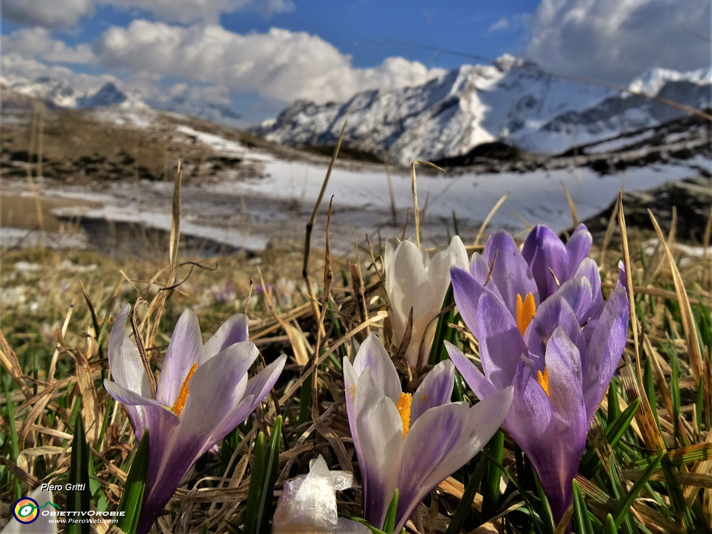 64 La neve si scioglie , fioriscono i Crocus vernus.JPG